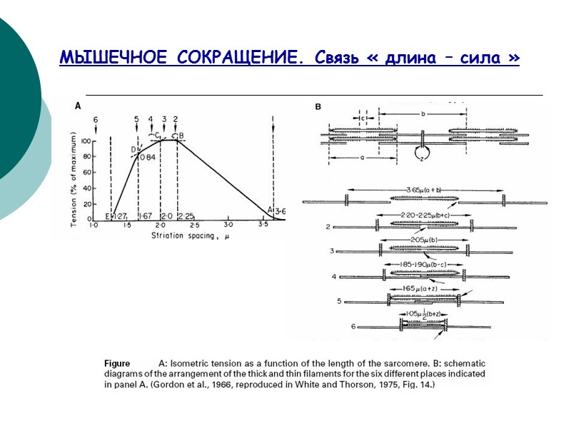 МЫШЕЧНОЕ СОКРАЩЕНИЕ. Связь « длина – сила »